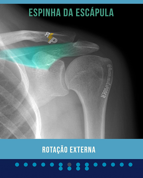 Ilustrações individuais para cada estrutura anatômica